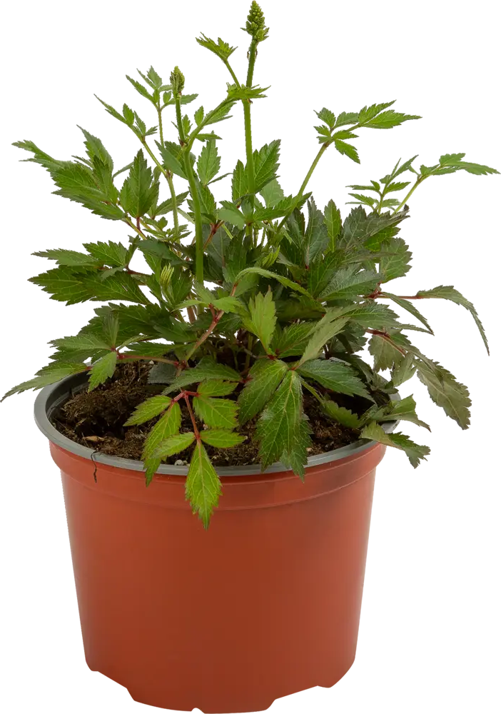 Астильба Юник Сэлмон Santreyd - лососево-розовый многолетник для тенистого сада 85324884