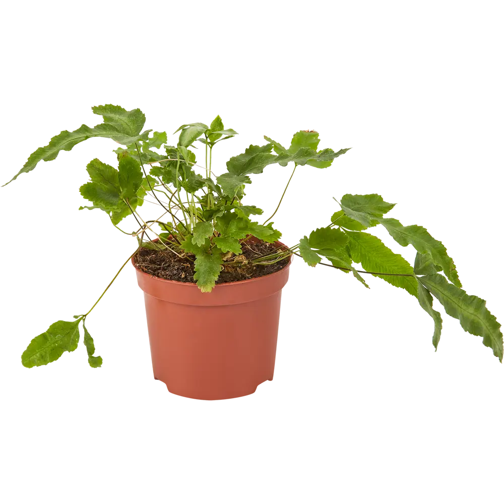 Santreyd Птерис микс - декоративный папоротник для интерьера 82932810 STLM-0951714