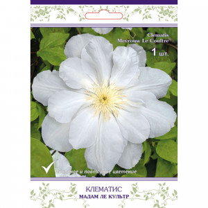 83431370 Клематис крупноцветковый Мадам ле Культр h15 см