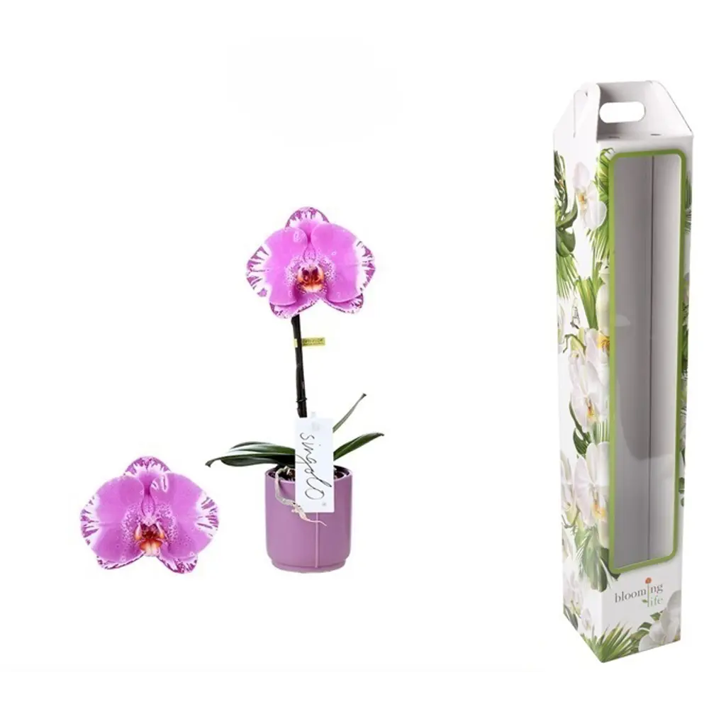 Орхидея Фаленопсис Викторио ø9 h40 см Santreyd STLM-2198642