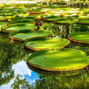 WP00236 Фотообои Verol Фотообои decoline 1х1 м