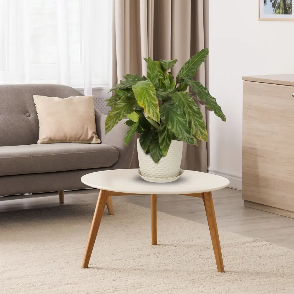 Santreyd Калатея микс - 5 декоративных сортов для интерьера 82548519 STLM-0029506 - Вид №2