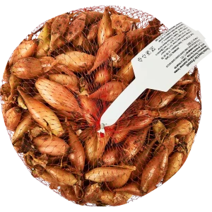 Лук севок Олина луковицы 12 0.5 кг