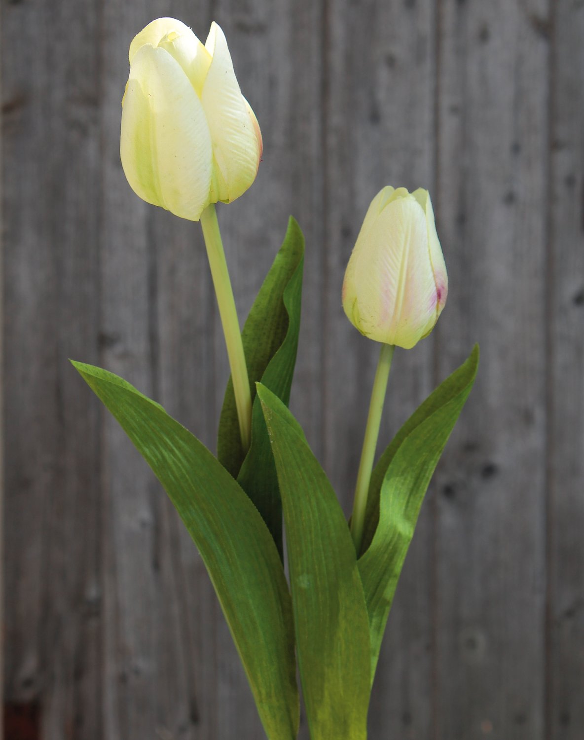 3115 788 a2 Искусственный тюльпан, 57 см, real touch, бежево-зеленый H-andreas 