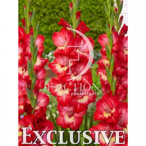 83783814 Гладиолус крупноцветковый Солкунг луковица 12/14