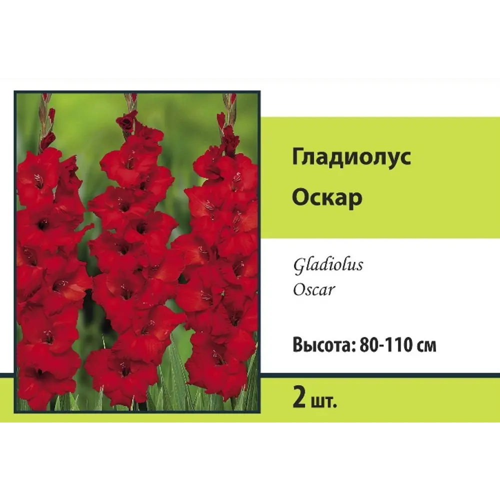Гладиолус крупноцветковый Блу Берд 2 шт ПОИСК STLM-2117946 - Вид №6