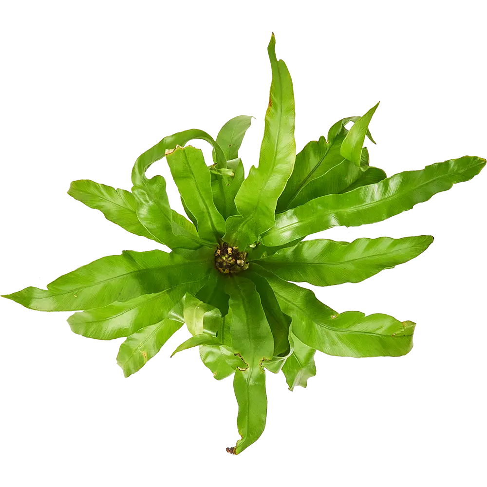 Santreyd Асплениум микс — изящный комнатный папоротник для вашего интерьера 85062753 STLM-0058090 - Вид №2