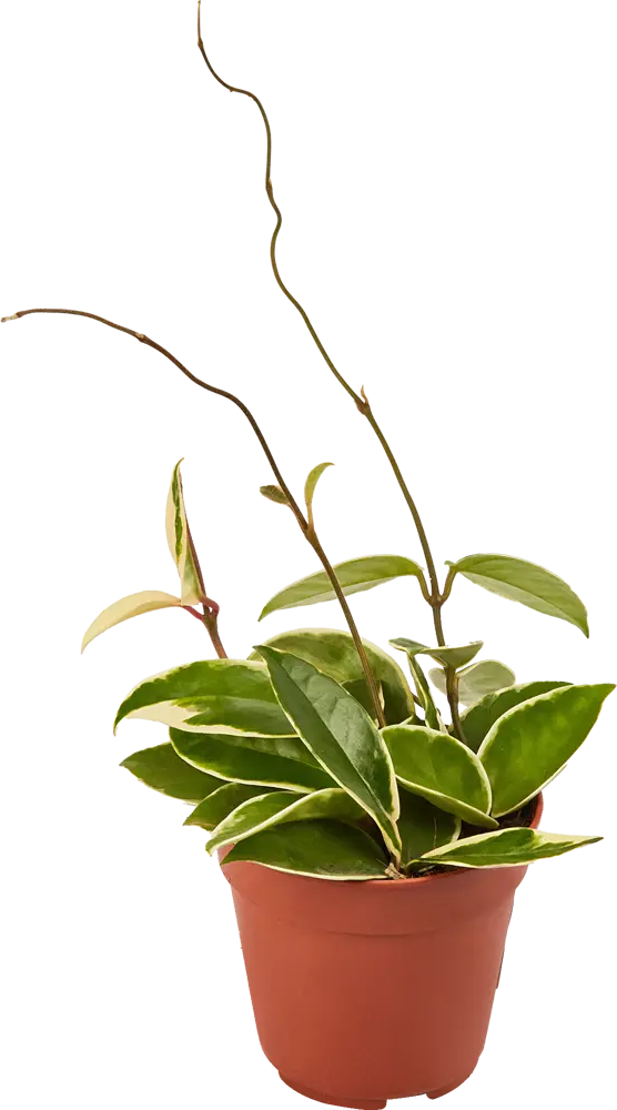 Santreyd Хойя микс - ампельное растение для интерьера ø12 см 82932869