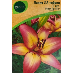 Лилия Geolia ла-гибрид Ройал Презент 86408632 STLM-2199743