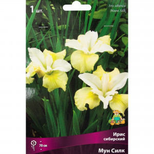 82319549 Ирис сибирский «Мун Силк», размер луковицы I