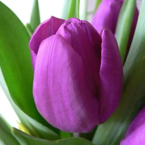 Тюльпан Purple Purissima GEOLIA 11/12 18658581 STLM-2198658