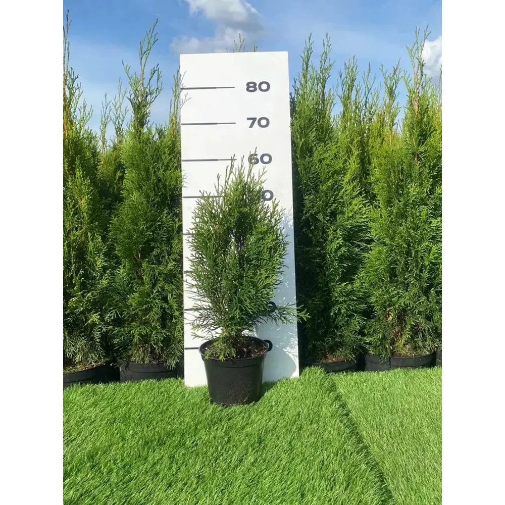 Туя Литл Чемпион Santreyd - шаровидный хвойный кустарник для сада 89355456 STLM-1520435