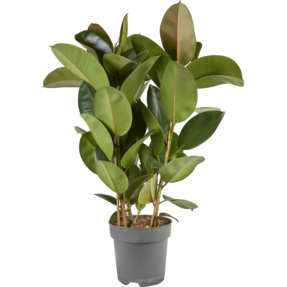 Фикус Эластика микс 110 см от Santreyd — вечнозеленый акцент интерьера 11945421 STLM-0001619