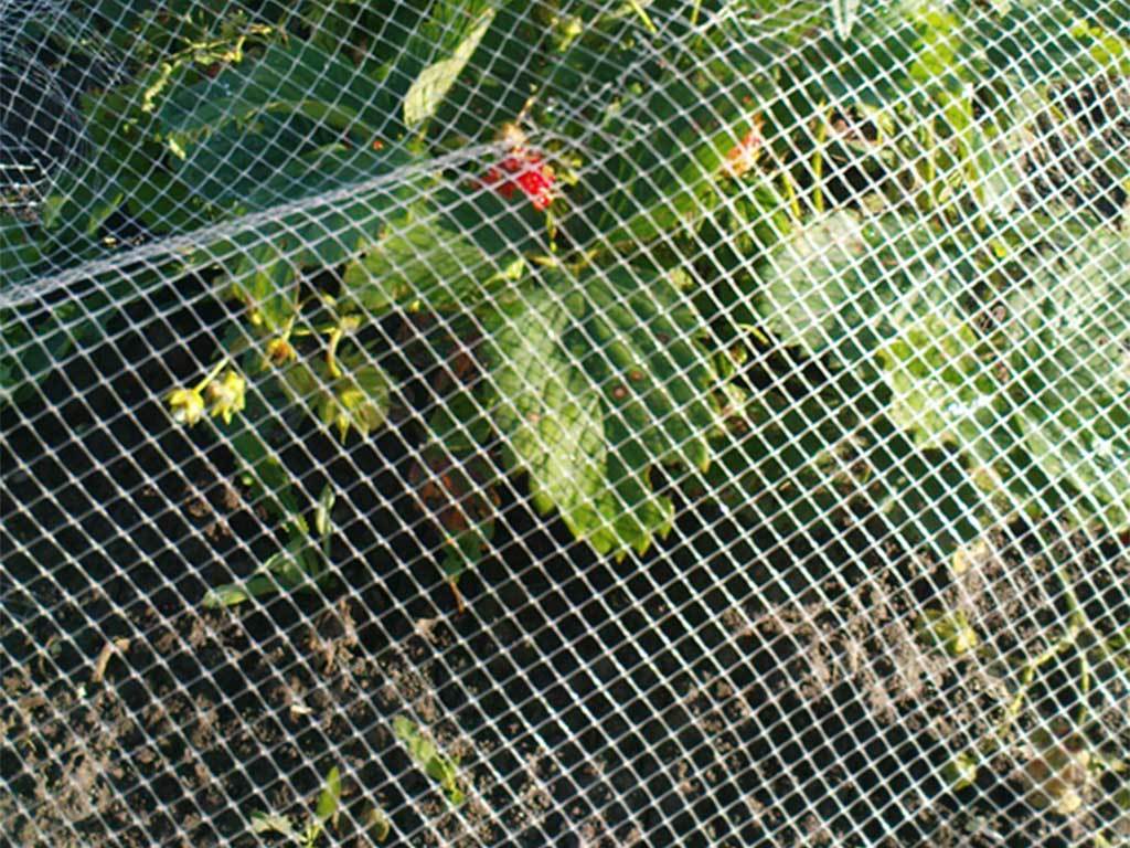 Сетка от птиц 2*10 м ГеоПластБорд GPBST-180 - Вид №4