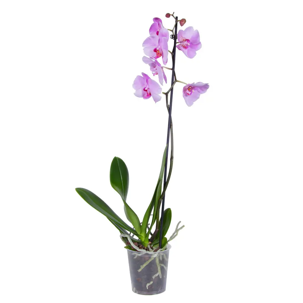Орхидея Фаленопсис микс в горшке ø12 см, высота 50-55 см 89440085 Santreyd STLM-1581494