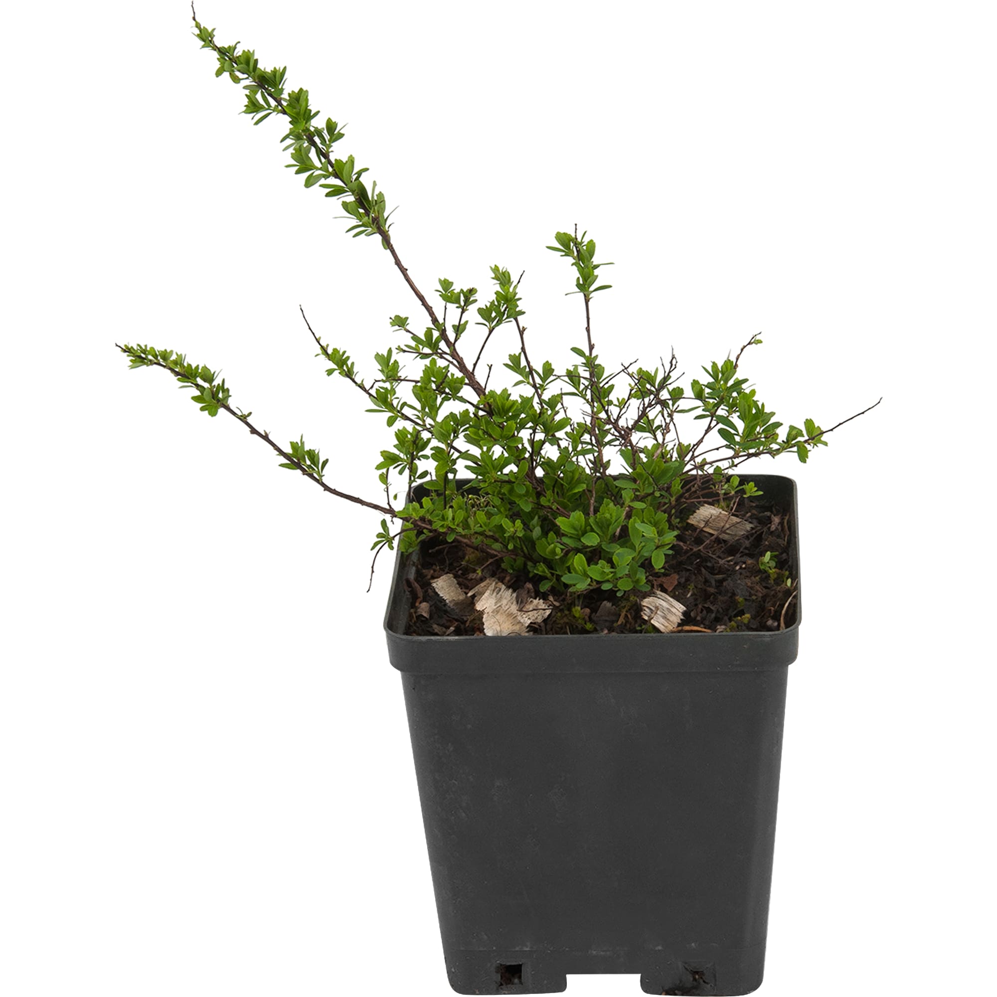 82595258 Спирея ниппонская «Флешенфуллер» 15x25 см Santreyd 