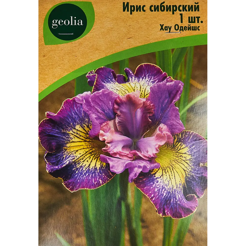 Ирис Geolia сибирский Хау Одейшс STLM-2167230