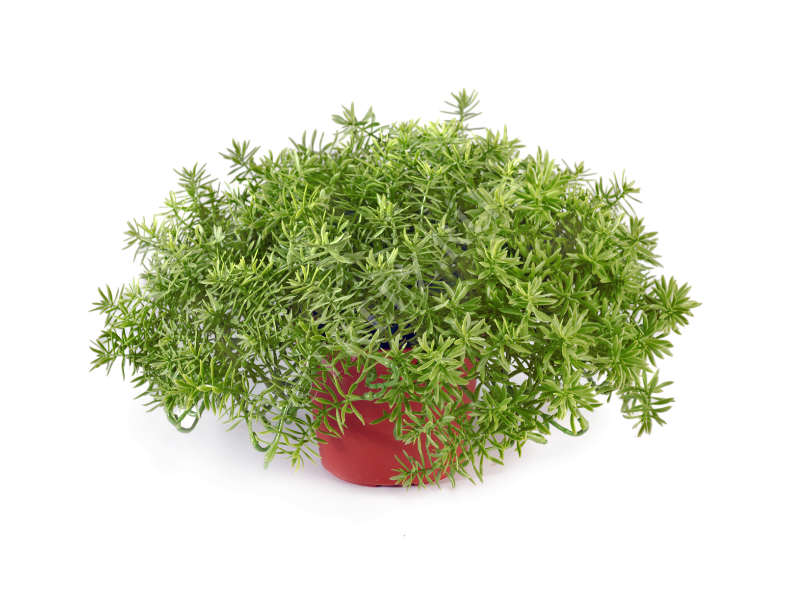 20.6320N Дасти Миллер куст в горшочке Цветочная коллекция 