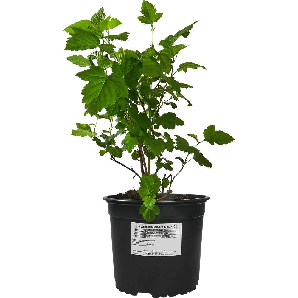 Santreyd Пузыреплодник калинолистный для живой изгороди 87620870 STLM-0074563