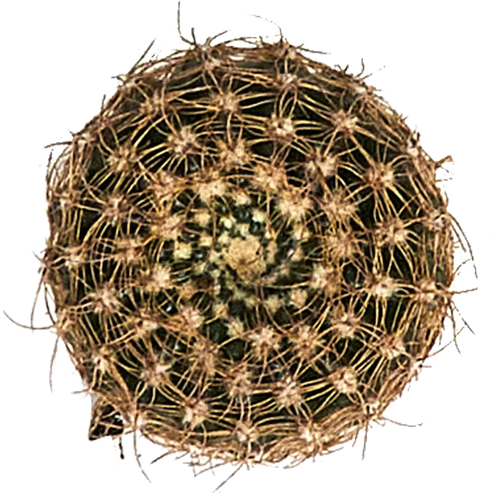 Santreyd Кактус микс - вечнозеленый суккулент для интерьера 88477125 STLM-0077754 - Вид №3