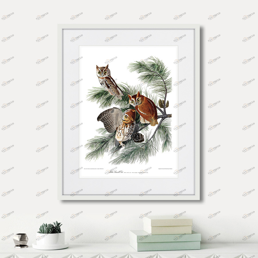 Литография на тонированной бумаге 42х52 см Eastern Screech owl, 1845г. КАРТИНЫ В КВАРТИРУ  264486 Белый;коричневый;разноцветный 