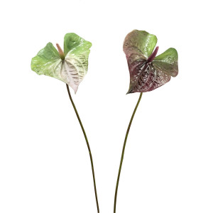 210238-MI ABHIKA АНТУРИЙ БОЛЬШОЙ 2 ШТ. MIX