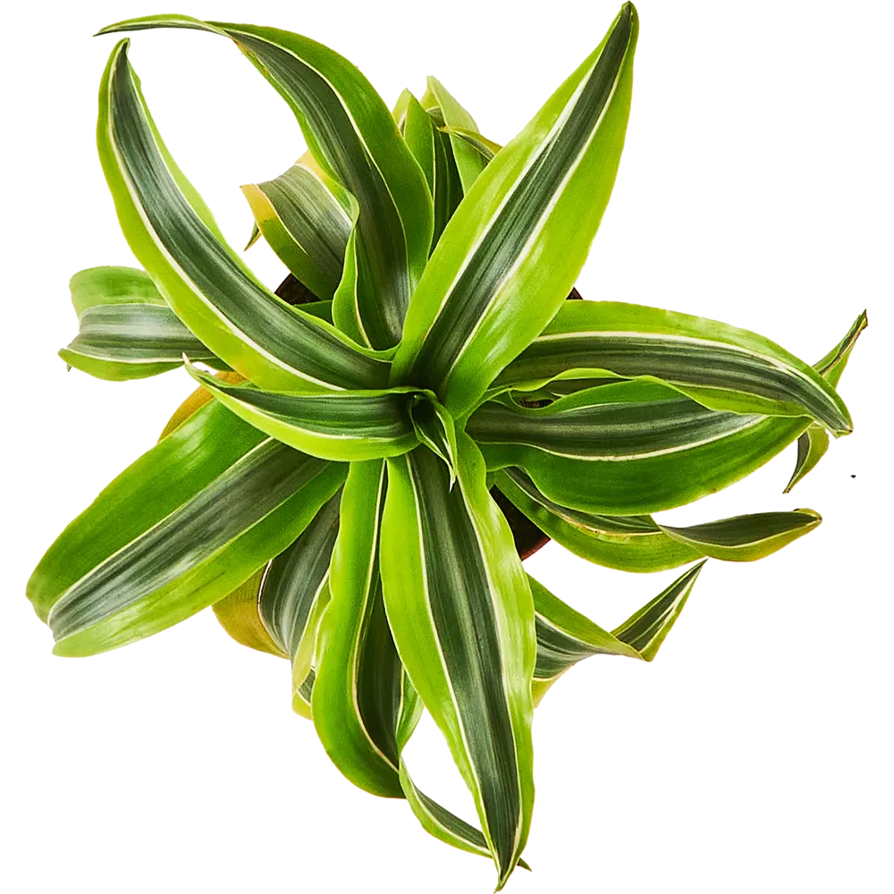 Santreyd Драцена - дерево счастья для вашего интерьера 87959807 STLM-0952346 - Вид №2