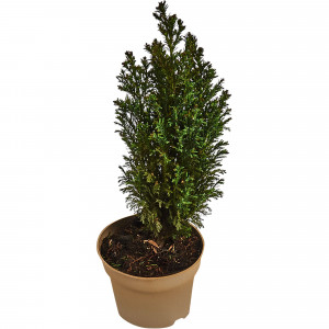 82621041 Кипарисовик Лавсона «Элвуди» 13x40 см