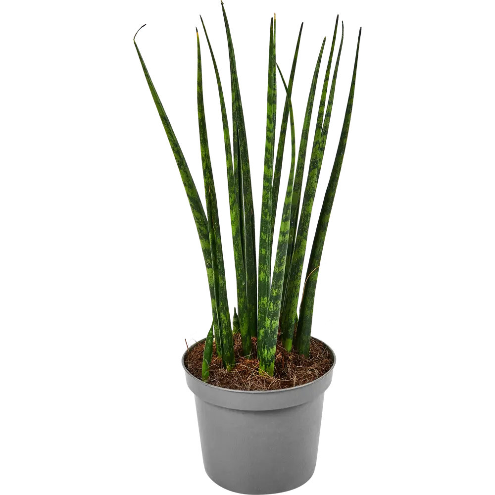 Сансевиерия Фернвуд Santreyd — декоративное комнатное растение с трубчатыми листьями 87819653 STLM-0963900