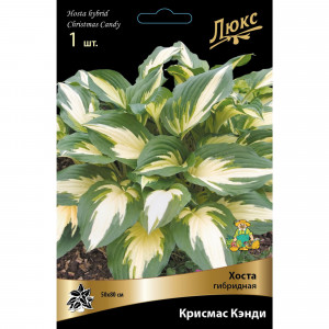 83598052 Хоста гибридная Крисмас Кэнди луковица I