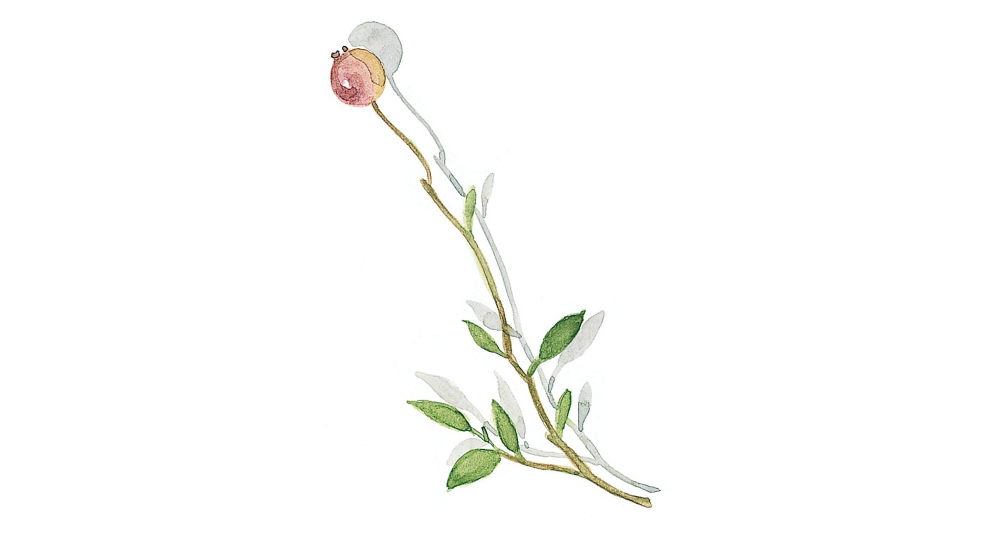 10592991 KPM Сервиз столовый 6/38 "Берлин-46" Фарфор  - Вид №10