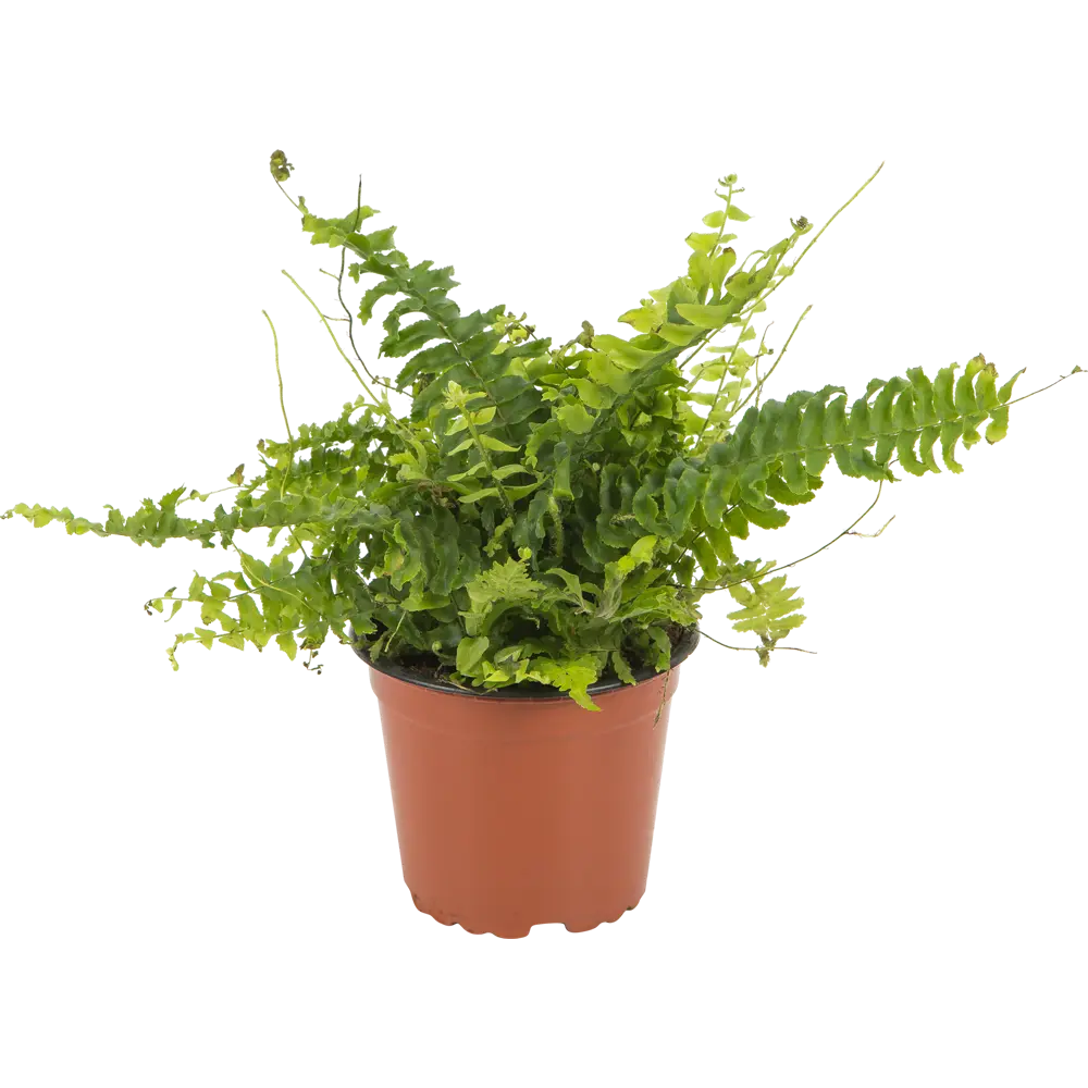 Santreyd Нефролепис Грин Леди — пышный папоротник для дома 13534108 STLM-0003273