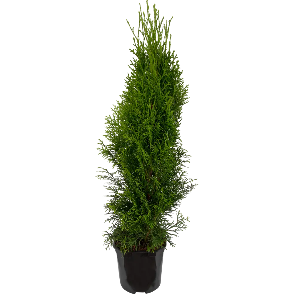 Туя западная Смарагд Santreyd - вечнозеленый кипарисовый аристократ 11297153 STLM-0955690