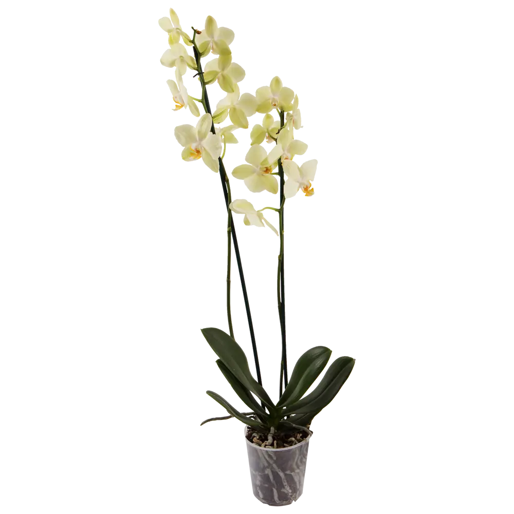 Santreyd Орхидея Фаленопсис Солид Голд — золотой акцент вашего интерьера 13974314 STLM-0004096