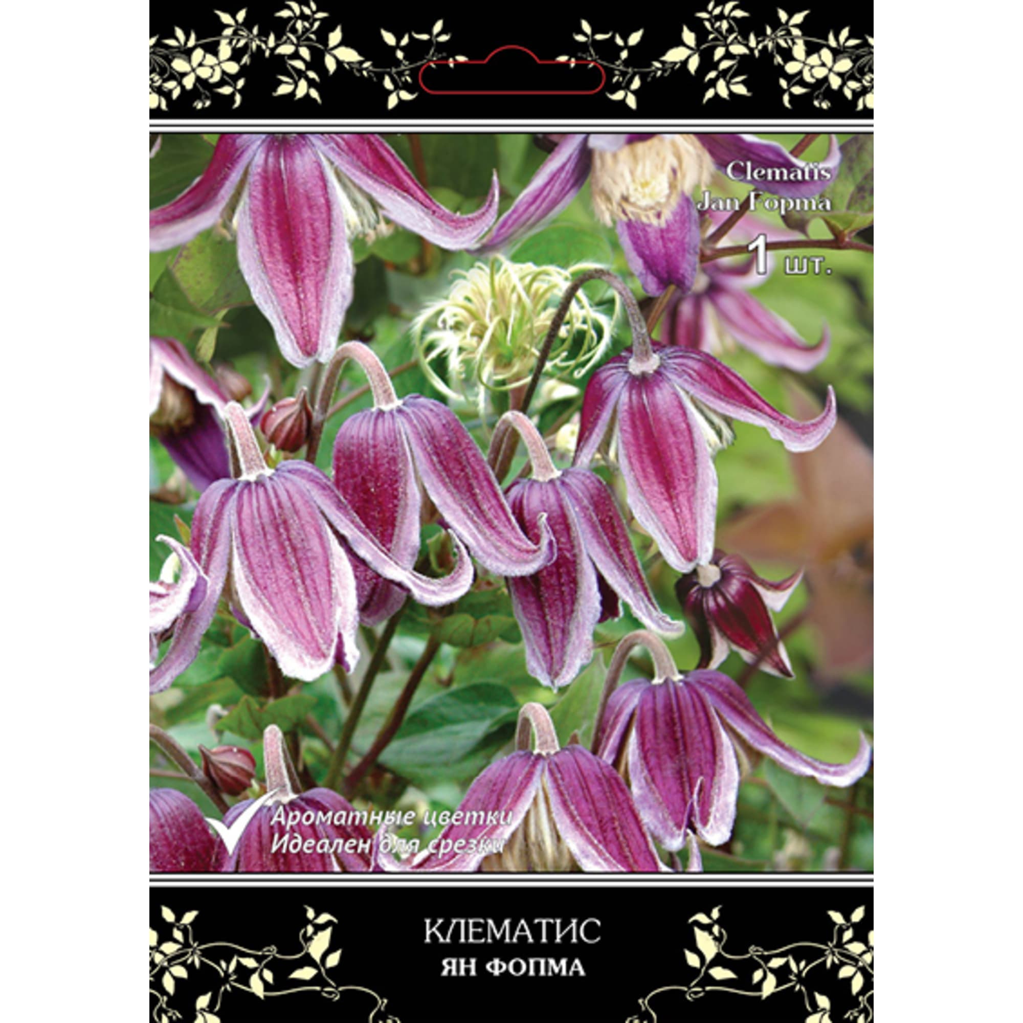 83431387 Клематис крупноцветковый Люкс Ян Фопма h15 см Santreyd 