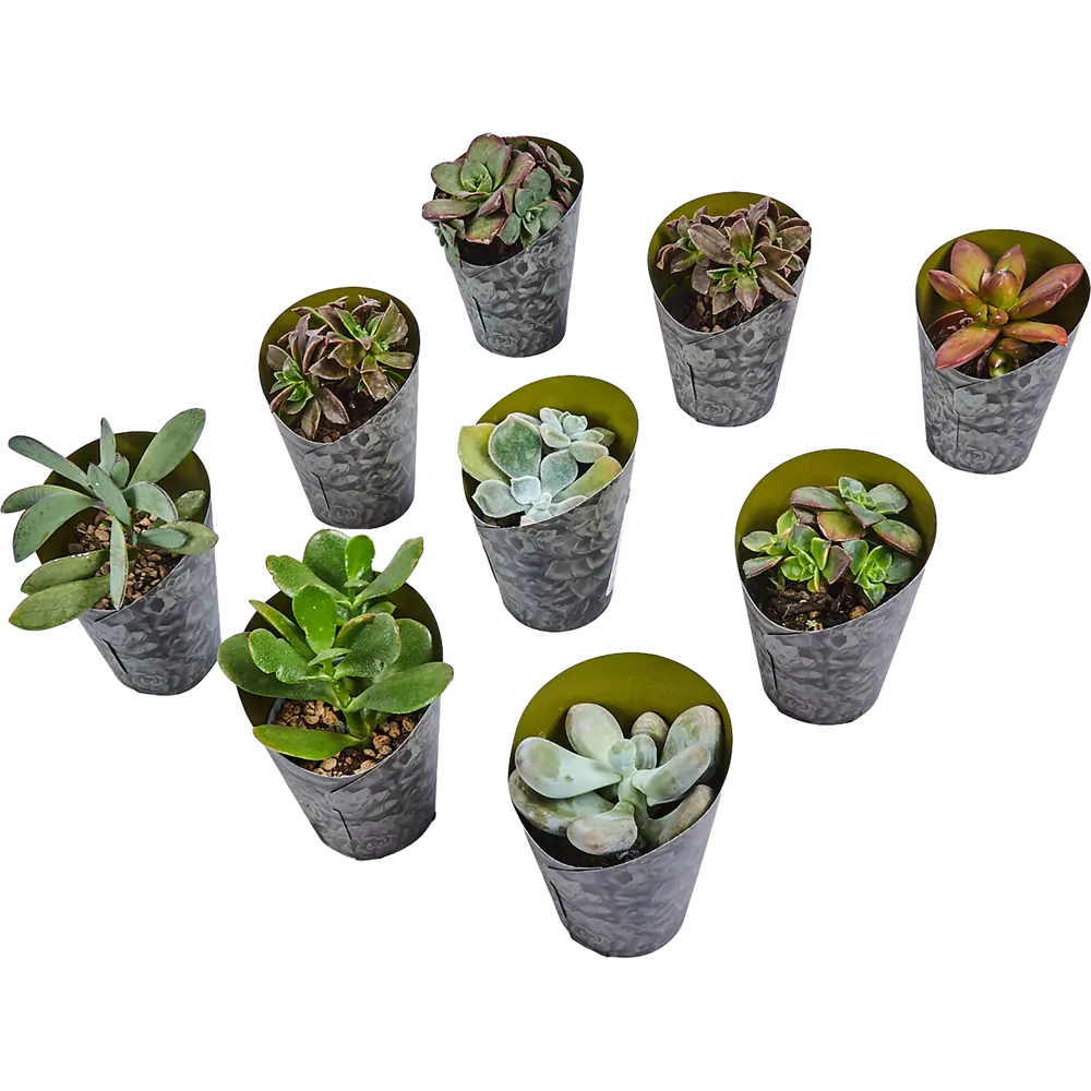 Santreyd Суккулент микс — живой декор для интерьера 82894901 STLM-0037679