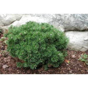 Сосна горная Мугус Santreyd - вечнозеленый хвойный акцент для сада 87718656