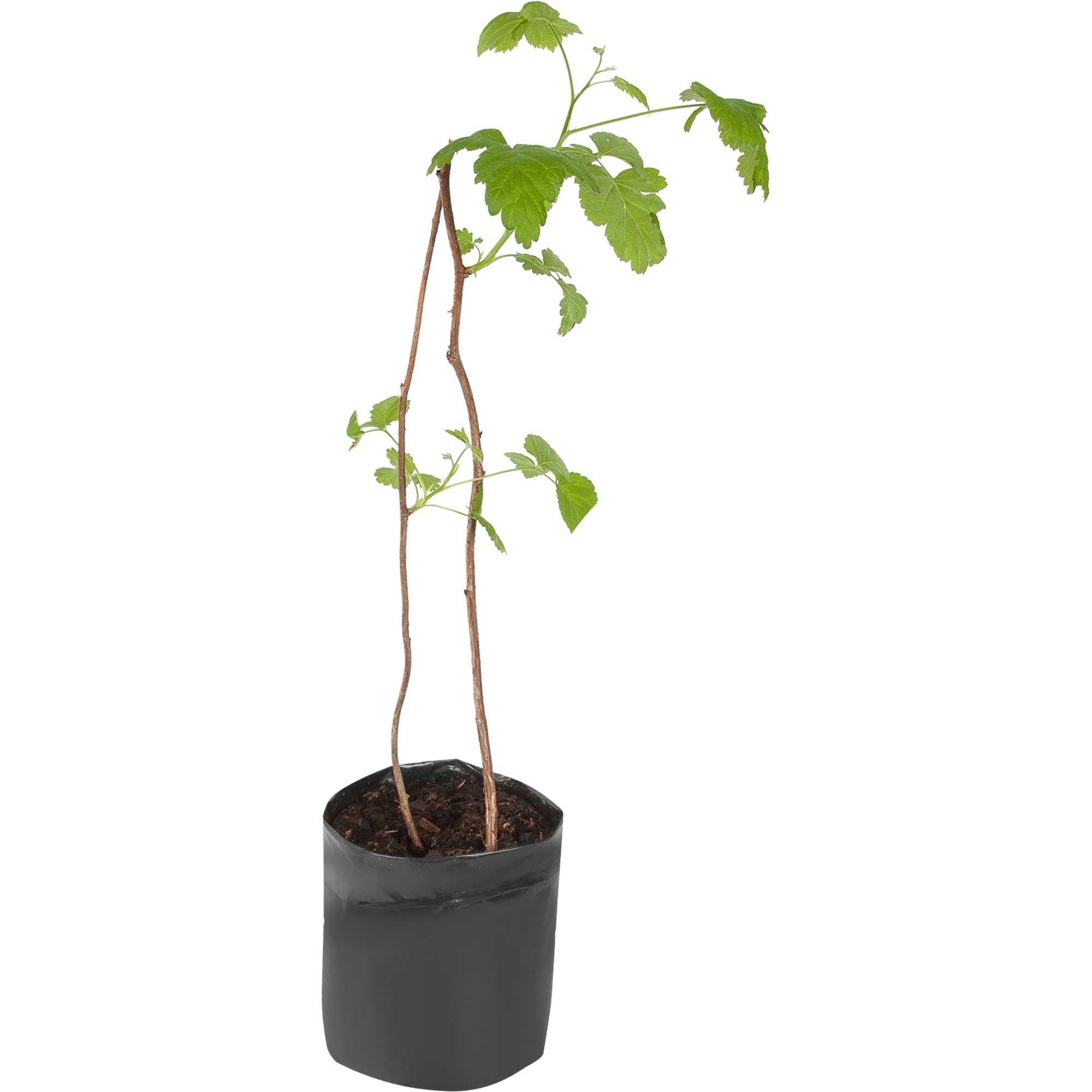 82601709 Малина садовая «Янтарная» 1.5-2 л высота 20-40 см Santreyd 