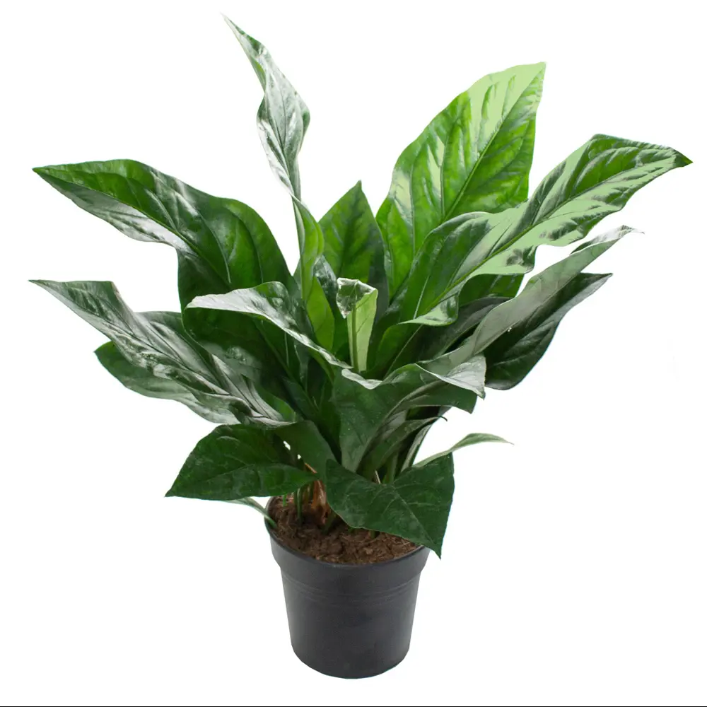 Santreyd Антуриум Джангл Баш - изысканное украшение интерьера 86584860 STLM-0956994