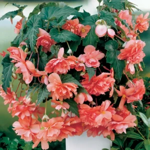 Бегония «cascade Pink», 4х5 см