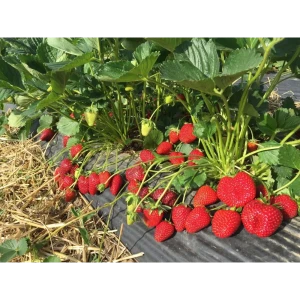Земляника садовая Талия ø9 h20 см