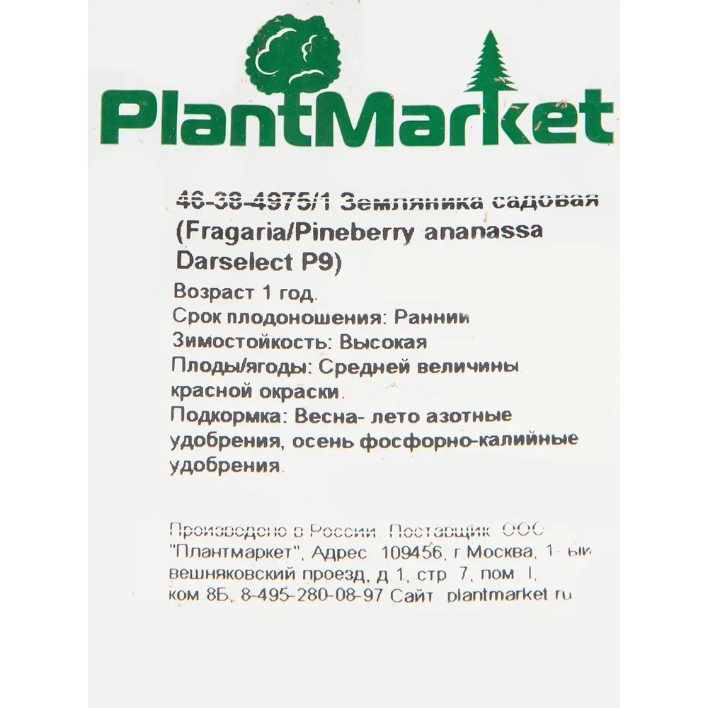 Земляника садовая «Дарселект» 9x15 см 82625403 STLM-2004119 PLANTMARKET  - Вид №1