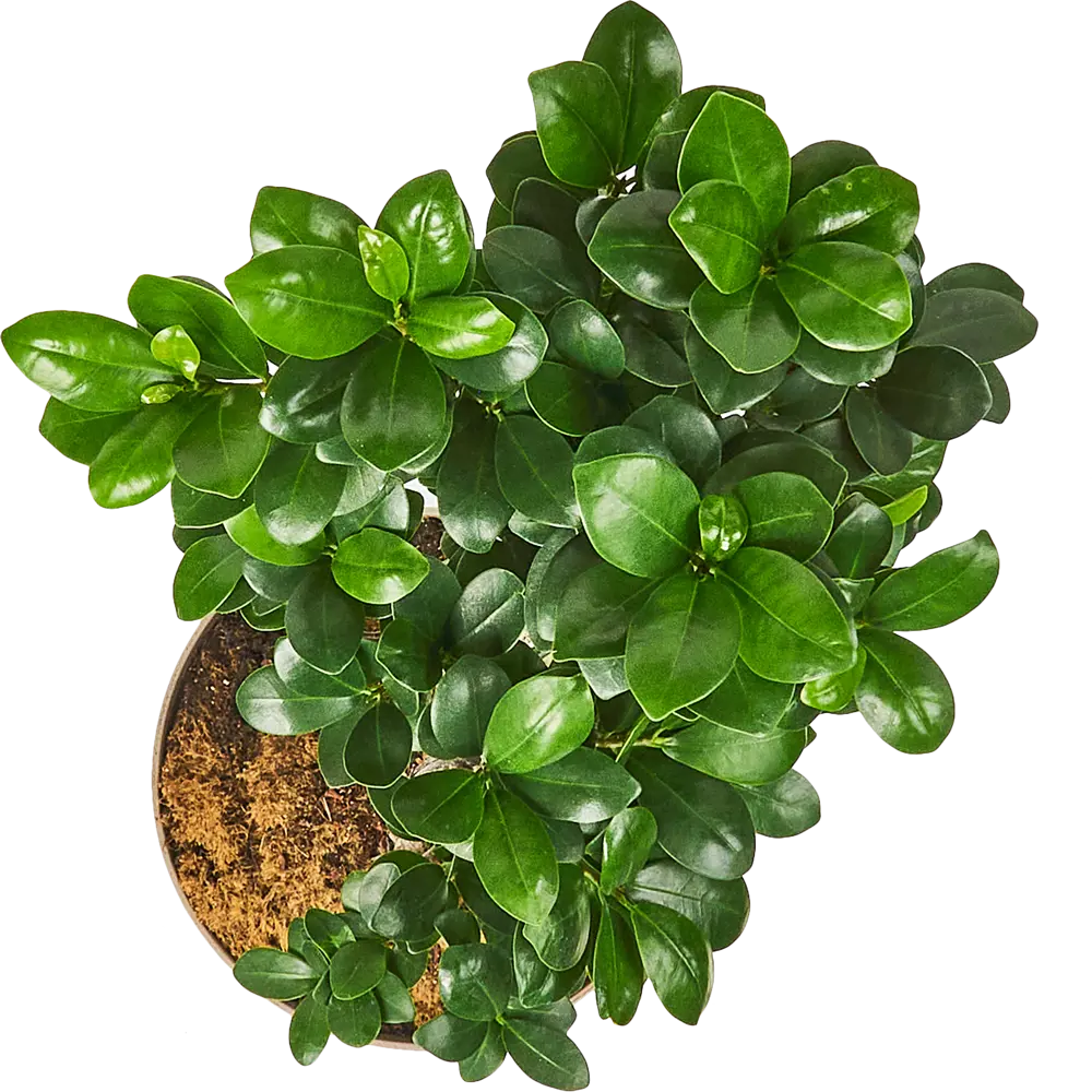 Фикус Микрокарпа Santreyd - элегантное комнатное дерево с мощным стволом 85062666 STLM-0058032 - Вид №2