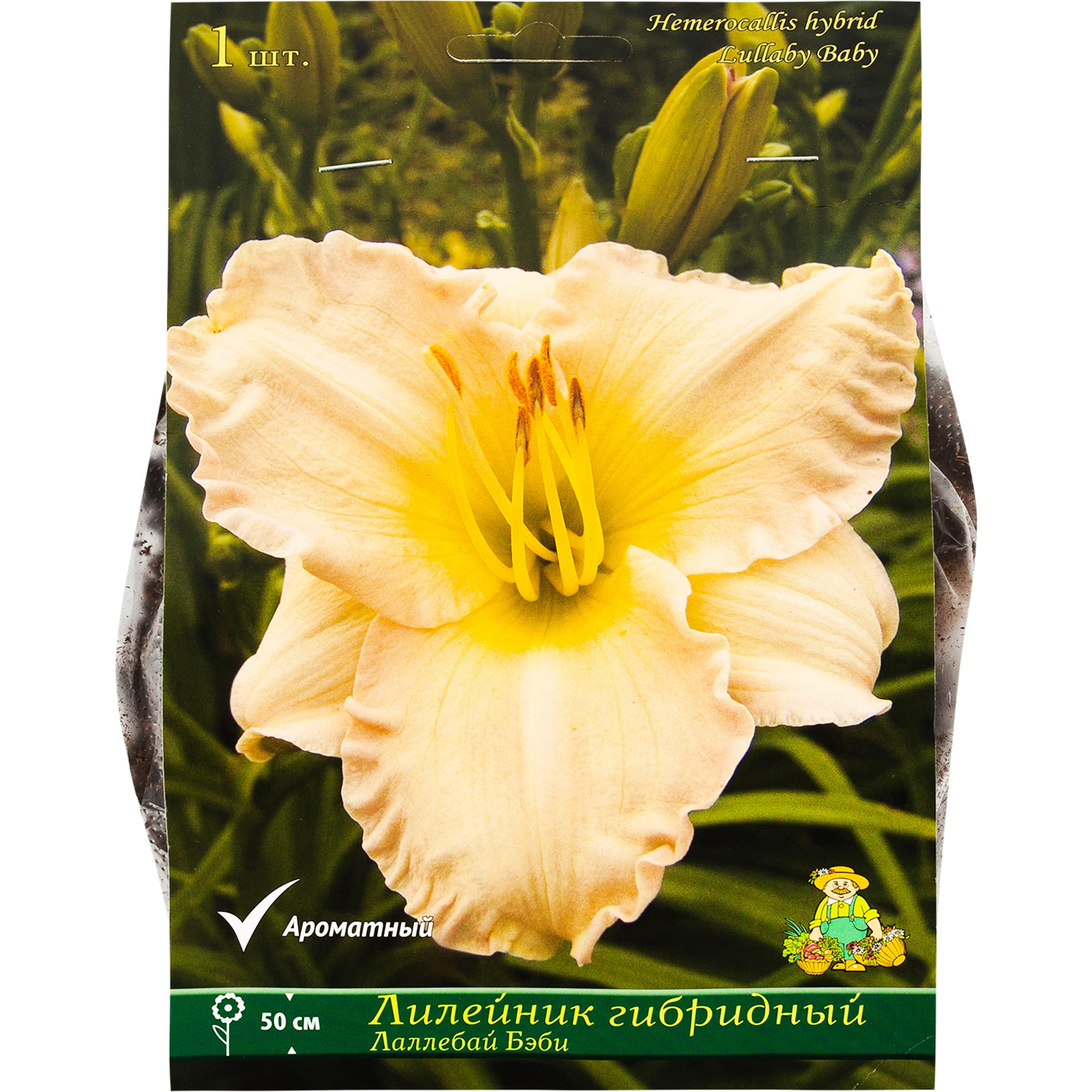 82118730 Лилейник гибридный «Лаллебай Бэби», 1 шт Santreyd 