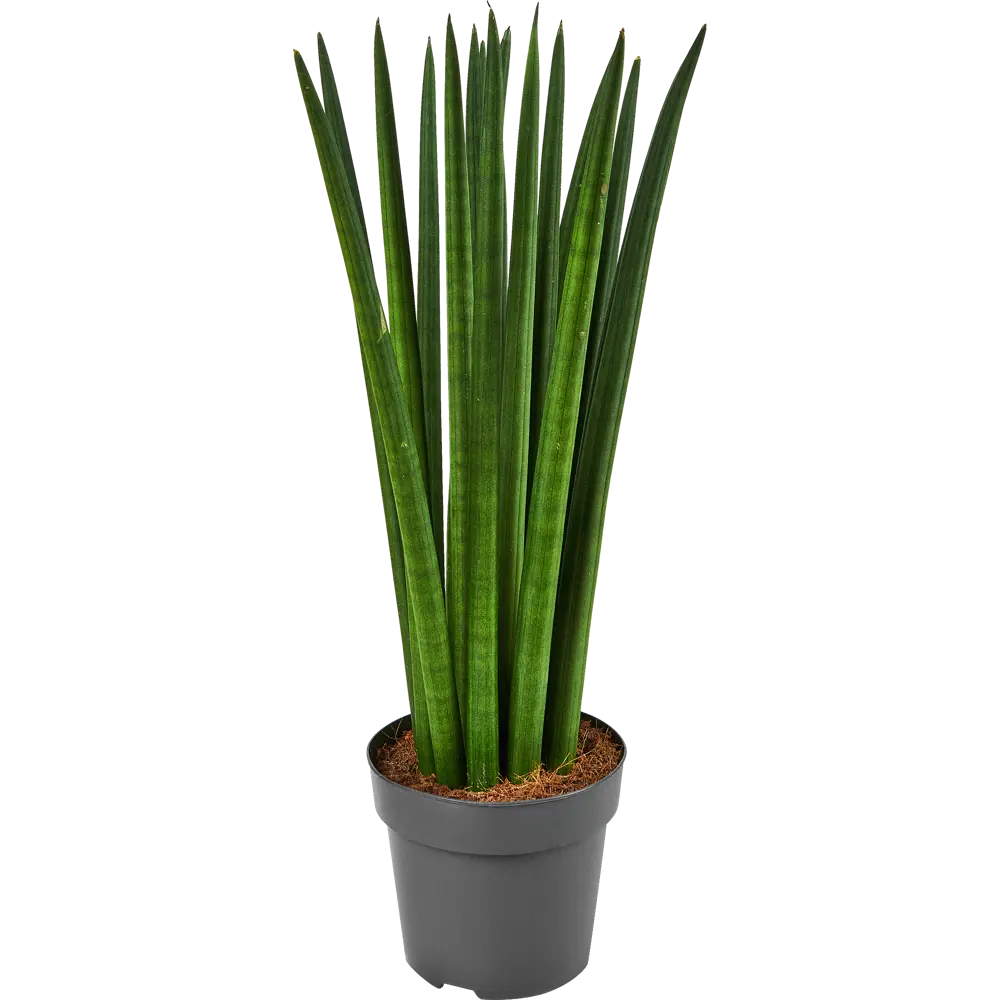 Сансевиерия цилиндрическая Santreyd - элегантный щучий хвост для интерьера 87819649 STLM-0075870 - Вид №1