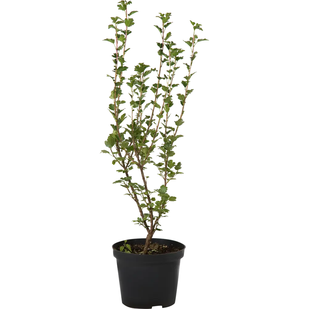 Смородина альпийская C3 40-60 см 82356766 STLM-2043937 PLANTMARKET 