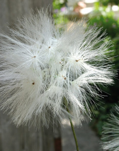 3343 778 a2 Искусственный одуванчик, 2-цвет., 78 см, бежево-белый H-andreas