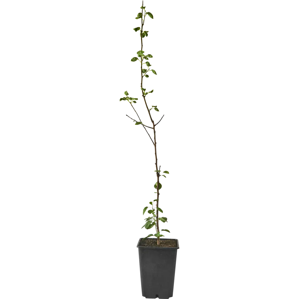 Груша микс Santreyd - саженцы плодовых деревьев для сада 87718524 STLM-0075281 - Вид №1