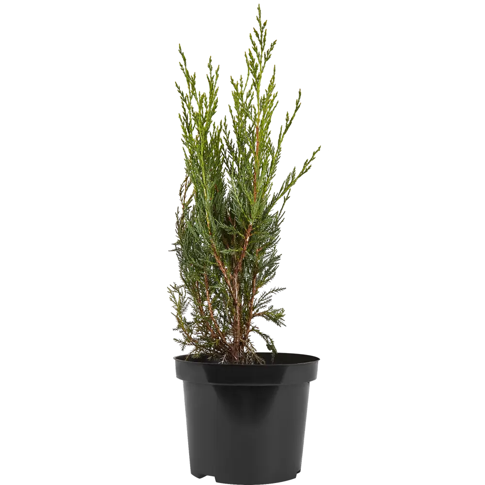 Можжевельник скальный Мун Глоу ø19 h30 см PLANTMARKET STLM-2209927 - Вид №1