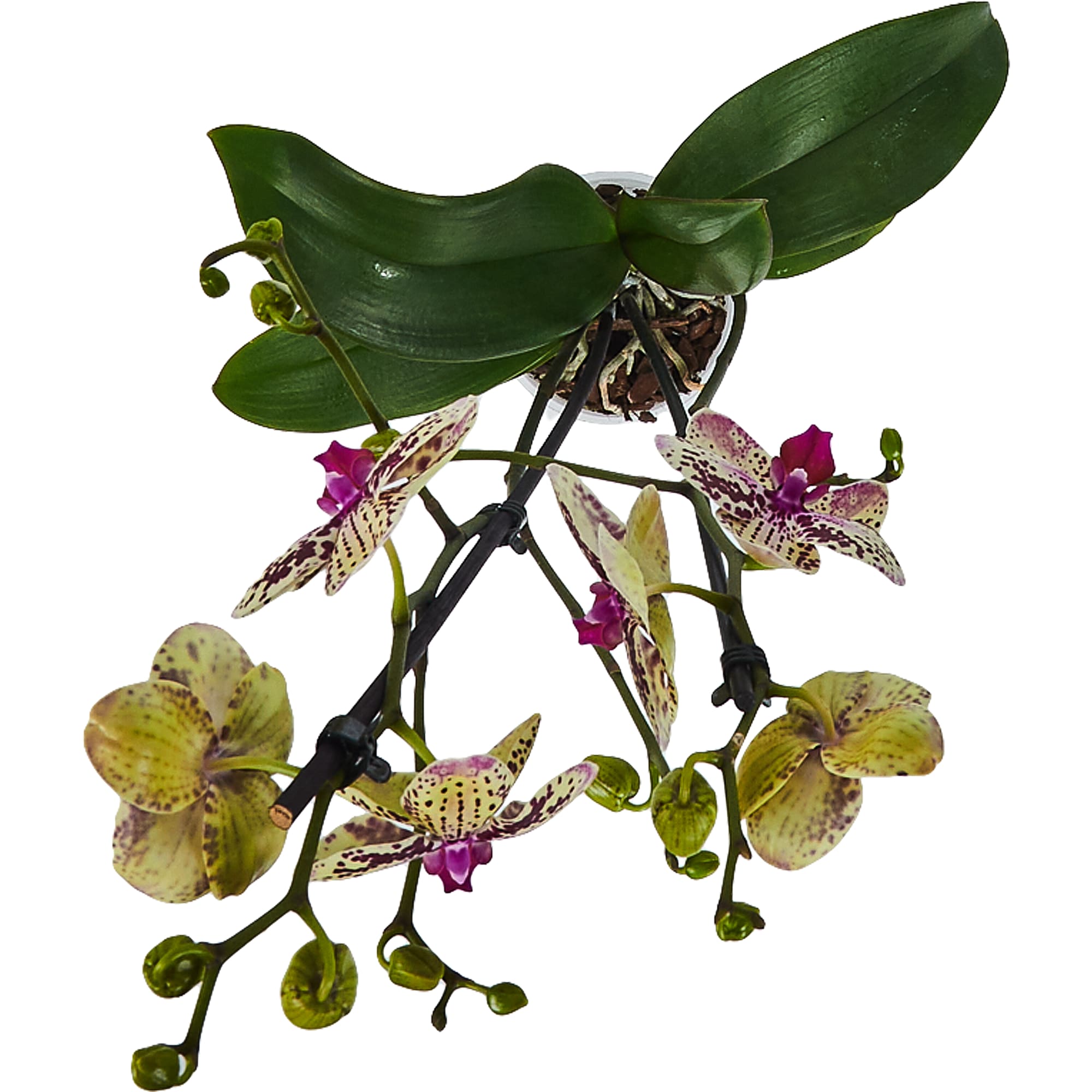 82548560 Орхидея Фаленопсис микс 1 стебель ø12 h75 см Santreyd  - Вид №1